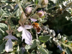 Cadeguala occidentalis