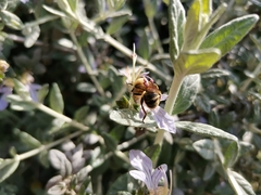 Cadeguala occidentalis