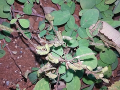 Grona heterocarpos
