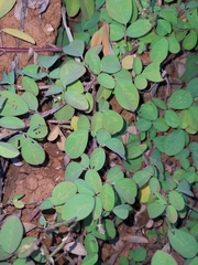 Grona heterocarpos