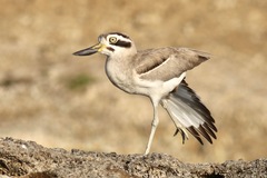 Esacus recurvirostris