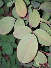 Grona heterocarpos