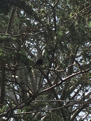 Eudynamys orientalis