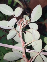 Grona heterocarpos