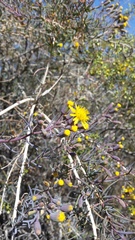 Senecio subulatus erectus