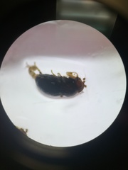 Howickia