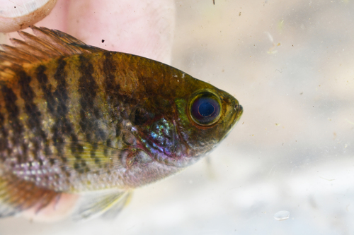 Dwerg-zonnebaars (Lepomis symmetricus) — Centrarchidae — 4
