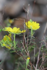 Hibbertia australis