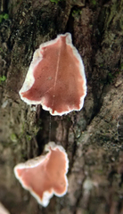 Aleurodiscus ochraceoflavus