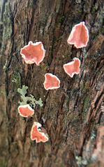 Aleurodiscus ochraceoflavus