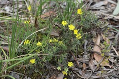 Hibbertia australis