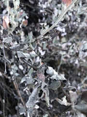 Eriogonum cinereum