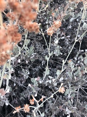 Eriogonum cinereum