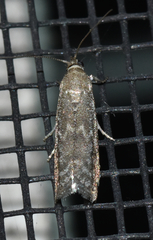Eurythmia angulella