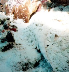 Urobatis jamaicensis