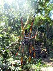 Trichonephila inaurata