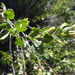 Brickellia baccharidea - Photo (c) Ethan, algunos derechos reservados (CC BY-NC), uploaded by Ethan