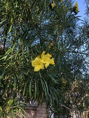 Cascabela thevetioides