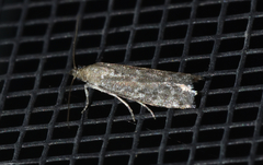 Eurythmia angulella