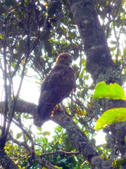 Accipitridae