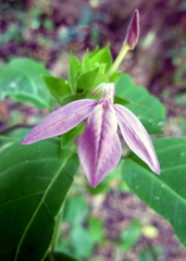 Ecbolium
