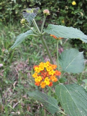 Lantana camara