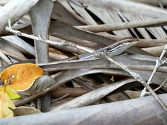 Trachylepis gravenhorstii