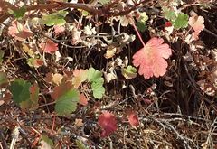 Ribes roezlii roezlii