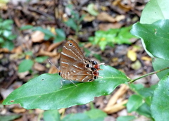 Saribia