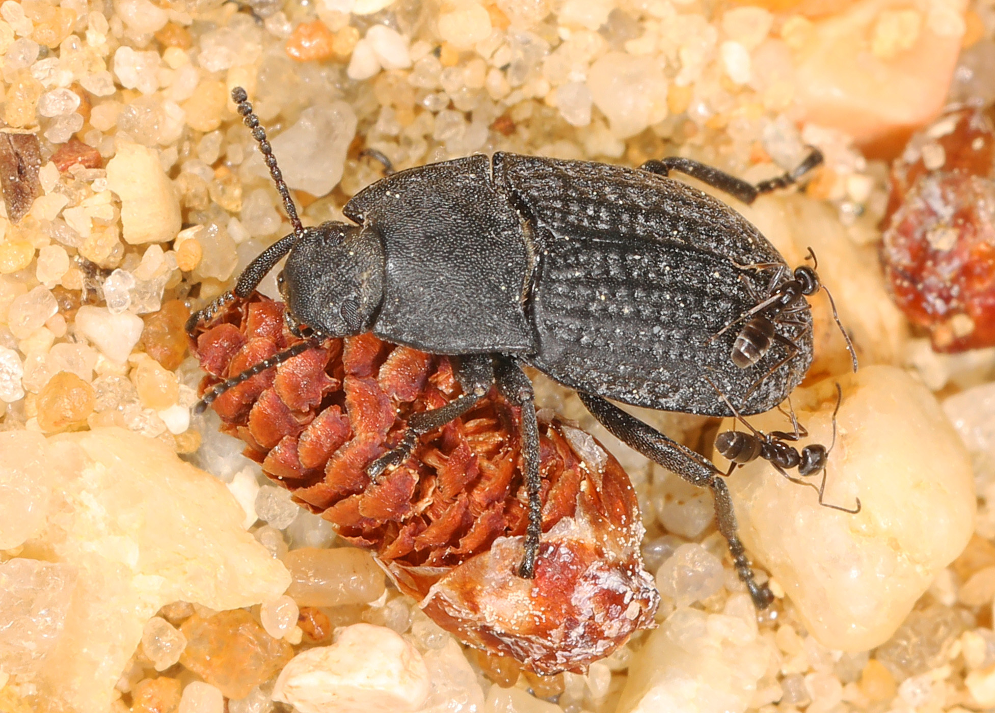 Forelius pruinosus