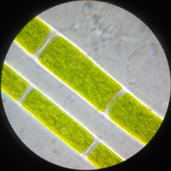 Rhizoclonium