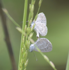 Celastrina echo gozora