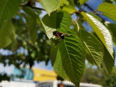 Hypodynerus vespiformis