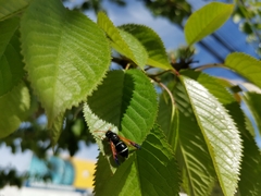 Hypodynerus vespiformis