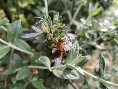 Cadeguala occidentalis