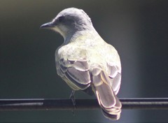 Tyrannus melancholicus