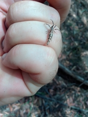 Cyclosa bacilliformis