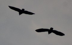 Amazona auropalliata