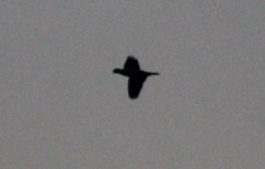 Amazona auropalliata