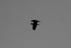 Amazona auropalliata