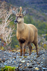 Hippocamelus bisulcus