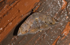 Mecodina