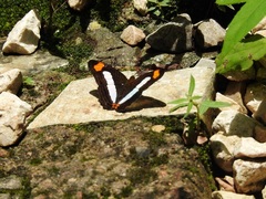 Adelpha iphicleola iphicleola