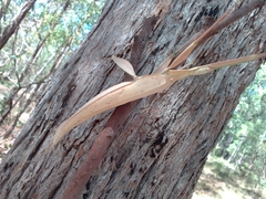 Tropidoderus childrenii