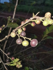 Vaccinium bracteatum