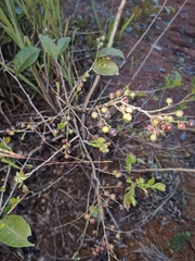Vaccinium bracteatum