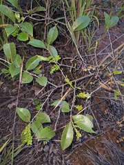 Vaccinium bracteatum