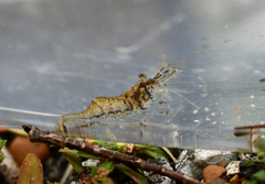 Palaemon kadiakensis