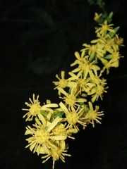 Solidago decurrens