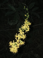Solidago decurrens